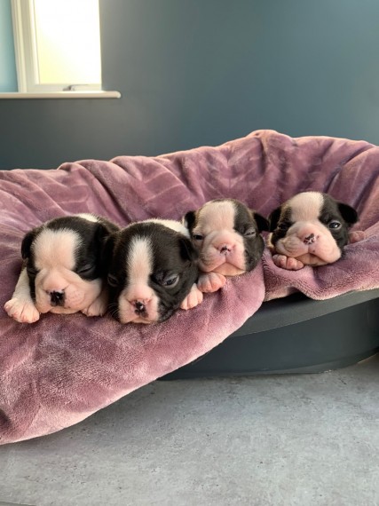 boston terier puppy's available 