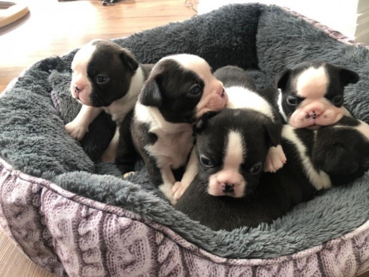 boston terier puppy's available 