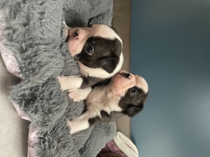 boston terier puppy's available 