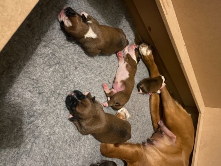 boxers puppy's