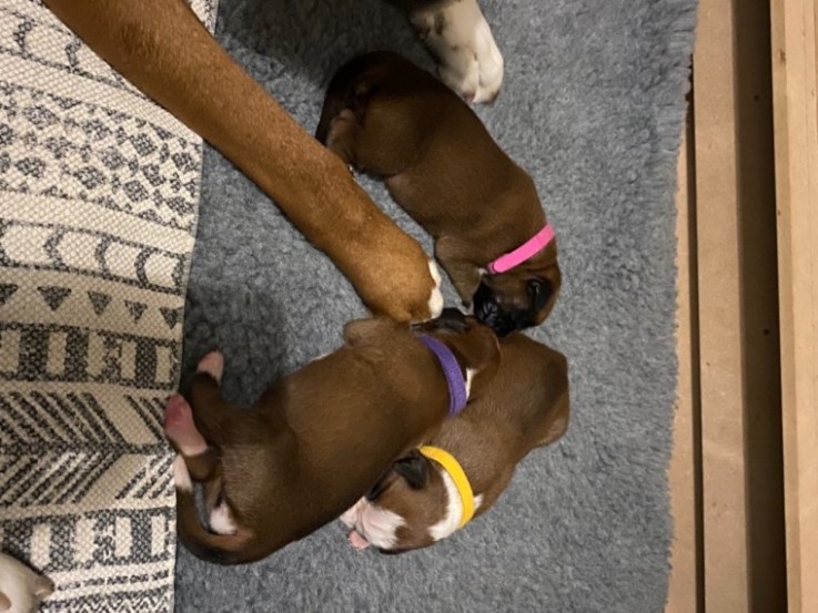 boxers puppy's