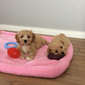 cavapoo puppy's