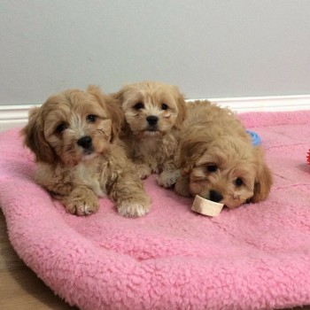 cavapoo puppy's