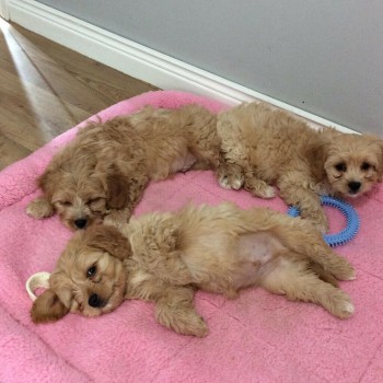 cavapoo puppy's