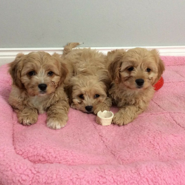 cavapoo puppy's