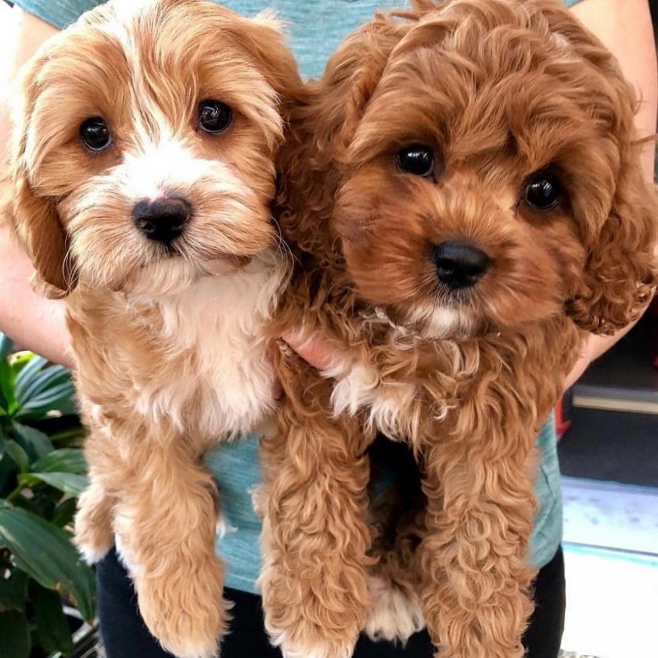 Smart 10 weeks old Cavapoo Puppies