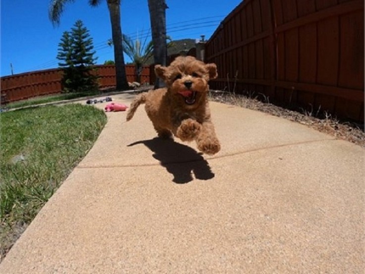 Potty trained Cavapoo Puppies