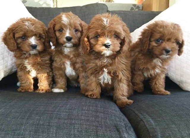 Smart 10 weeks old Cavapoo Puppies