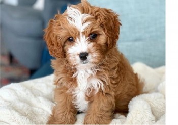 Socialized Cavapoo puppies for sale