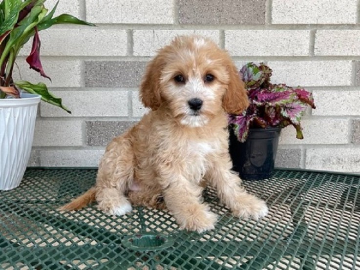 Stunning Cavapoo puppies for sale