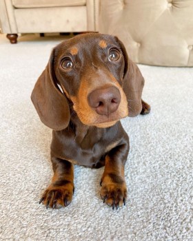 Dachshund puppies 