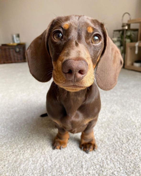 Dachshund puppies 