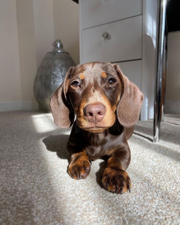 Dachshund puppies 