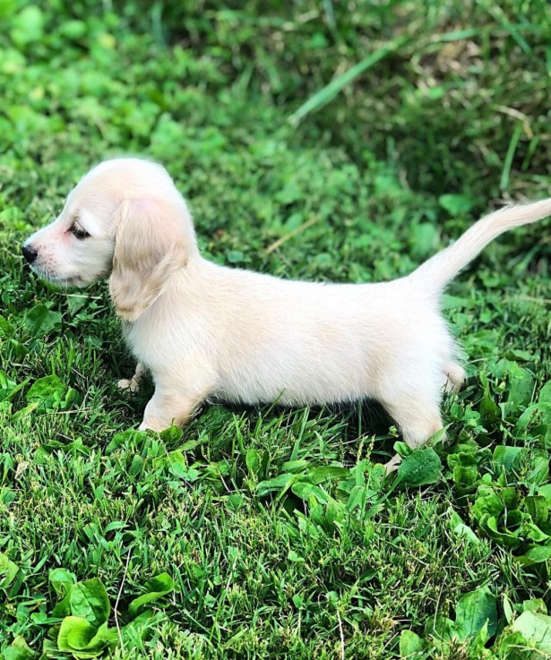 Miniature dachshund 