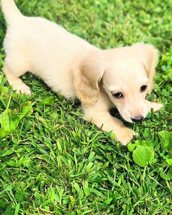 Miniature dachshund 