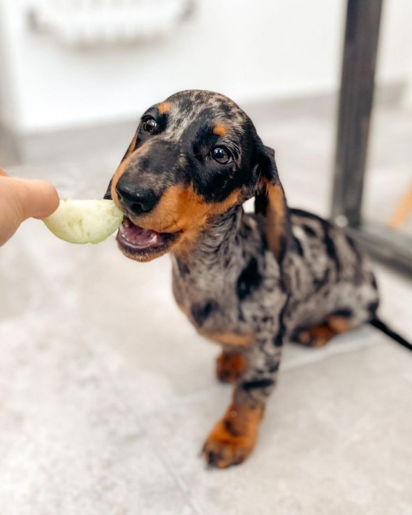 Miniature dachshund puppy