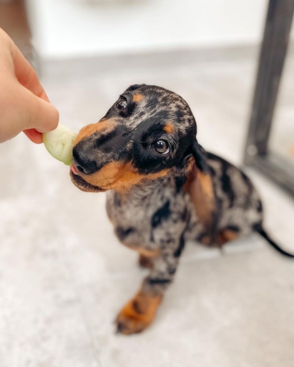 Miniature dachshund puppy