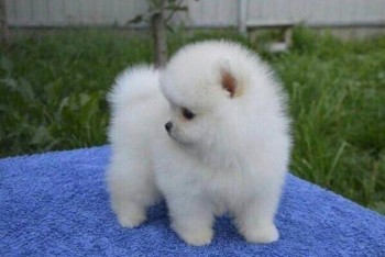 AMAIZING LOVELY POMERANIAN PUPPY AVAILAB