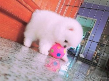 AMAIZING LOVELY POMERANIAN PUPPY AVAILAB