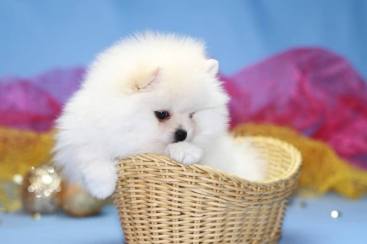 AMAIZING LOVELY POMERANIAN PUPPY AVAILAB