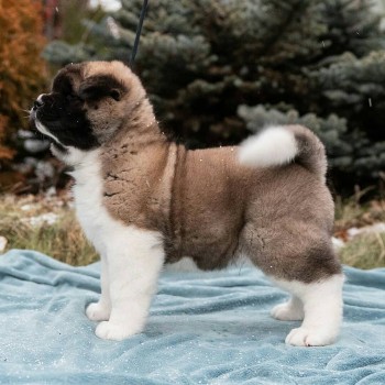 AMAIZING LOVELY AKITA PUPPY AVAILAB