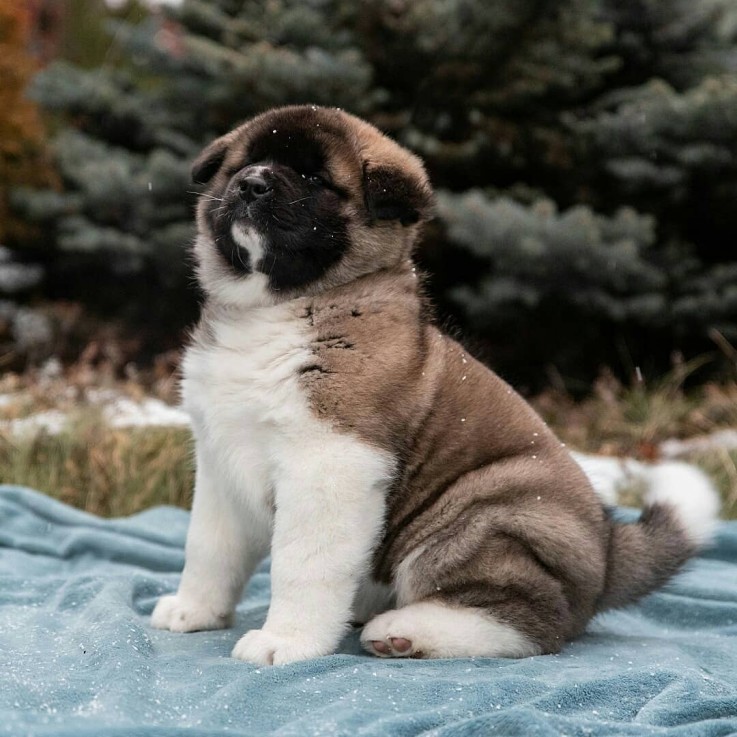 AMAIZING LOVELY AKITA PUPPY AVAILAB