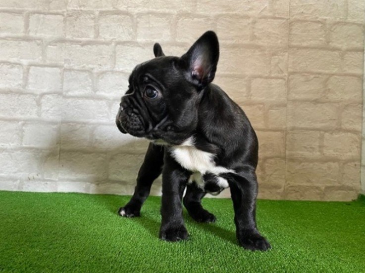 AMAIZING STUNNING FRENCH BULLDOG AVILABL