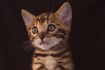 LOVELY STUNNING BENGAL KITTEN AVAILABLE