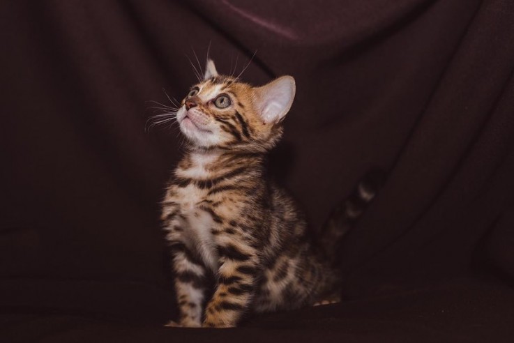 LOVELY STUNNING BENGAL KITTEN AVAILABLE