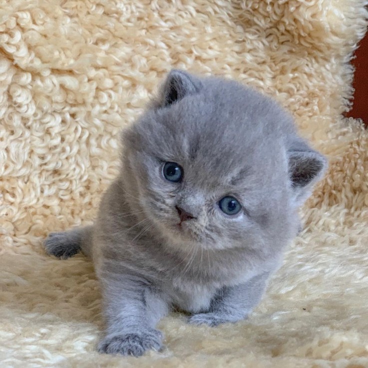 LOVELY BRITISH SHORTHAIRE KITTEN AVAILAB