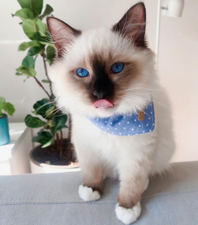 LOVELY AMAIZINGRAGDOL KITTEN AVAILABLE