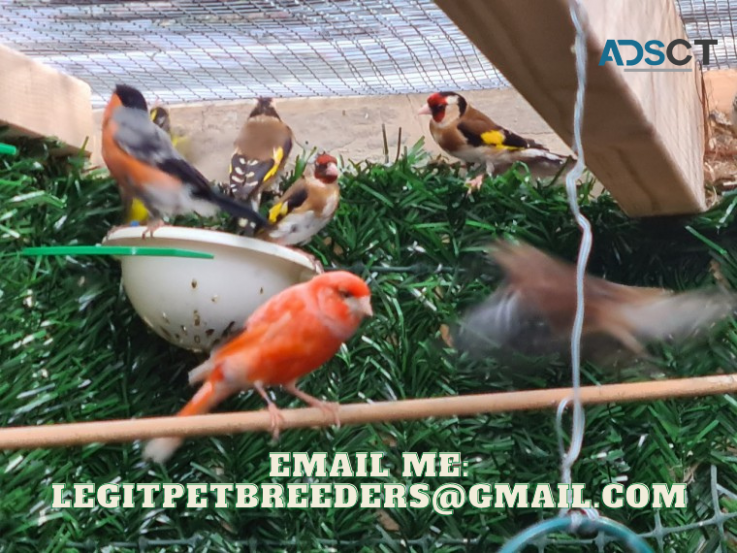 FINCH   BIRDS   WITH CAGE AND PAPERWORK