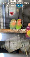 PROVEN PAIR OF  LOVEBIRDS FOR SALE