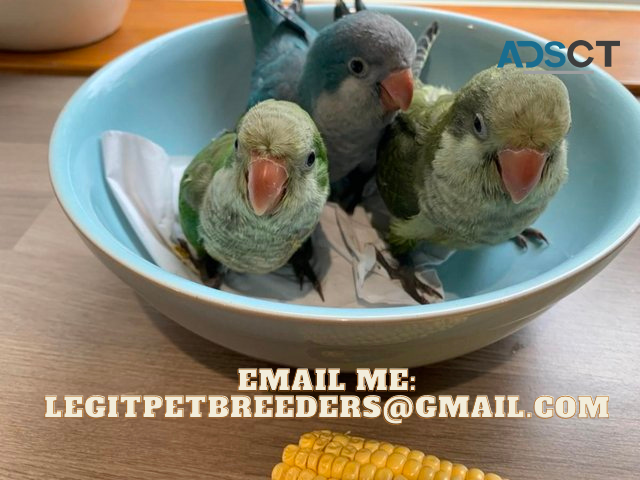 QUAKER PARROTS FOR A LOVING HOME