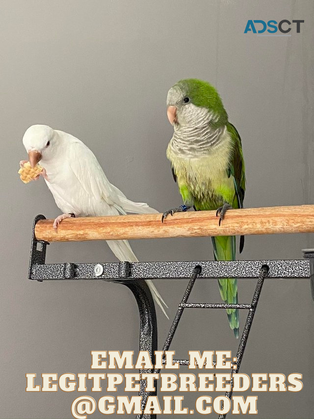 QUAKER PARROTS FOR A LOVING HOME