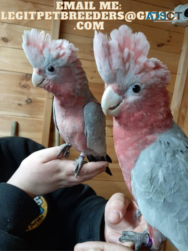 CUTE COCKATOO PARROTS FOR SALE