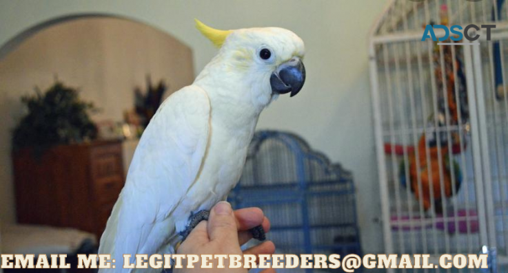 CUTE COCKATOO PARROTS FOR SALE