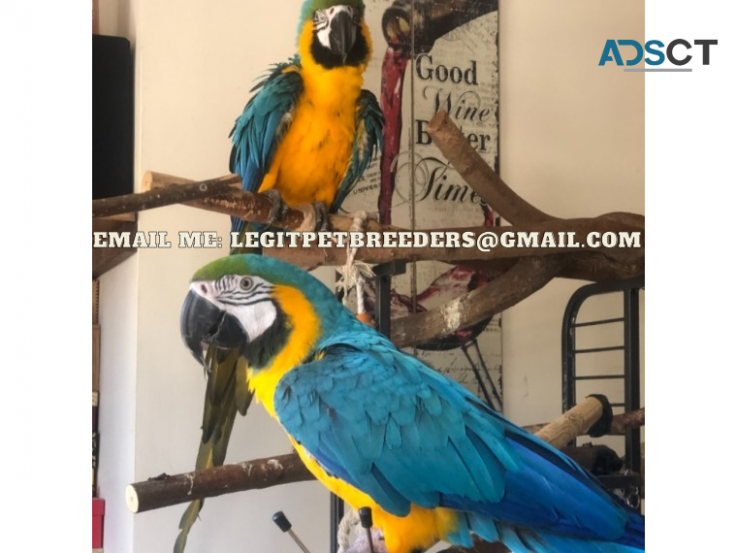 ADORABLE MACCAW PARROTS FOR A NEW HOME