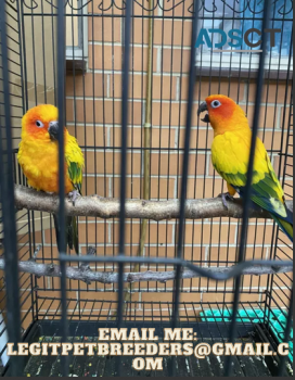 AMAZING TAMED CONURE BIRDS AVAILABLE