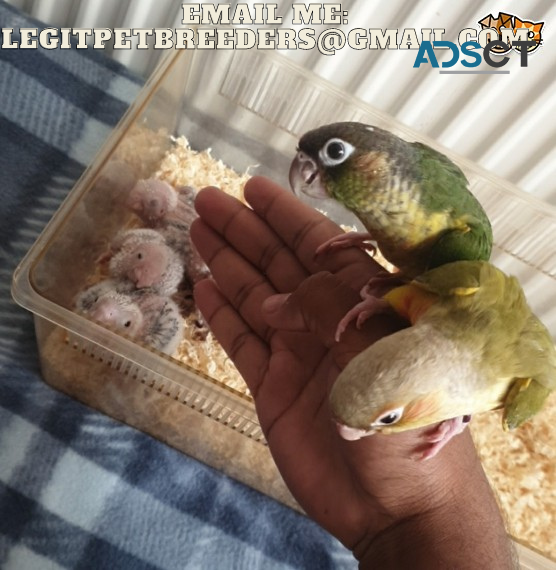 AMAZING TAMED CONURE BIRDS AVAILABLE