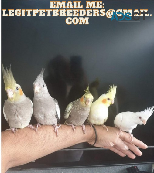 CUTE COCKATIEL BIRDS FOR SALE