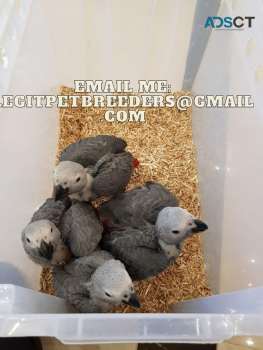 TALKING AFRICAN GREY PARROTS LOOKING FOR