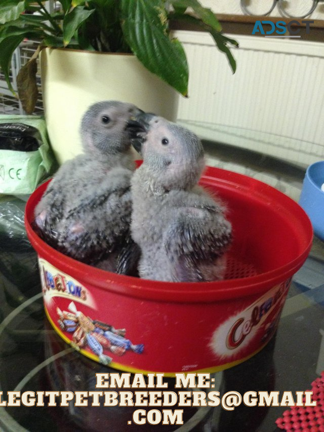 TALKING AFRICAN GREY PARROTS LOOKING FOR