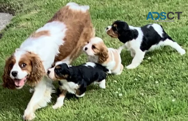 CUTE  CAVALIER  KING  CHARLES  PUPPIES F