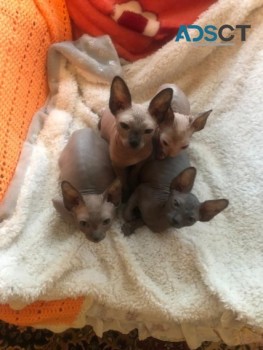 ATTRACTIVE SPHYNX KITTENS BABIES FOR SAL