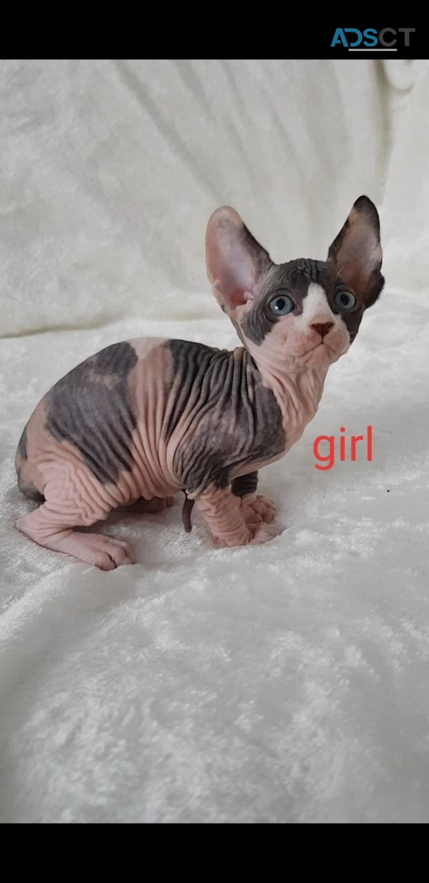 ATTRACTIVE SPHYNX KITTENS BABIES FOR SAL