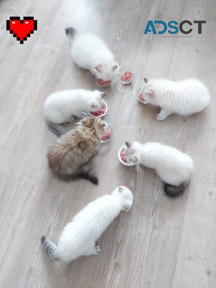 SCOTTISH FOLD KITTENS FOR SALE