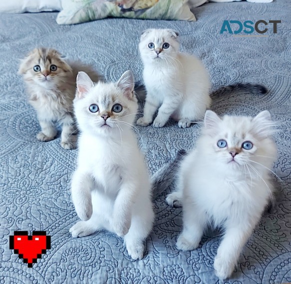 SCOTTISH FOLD KITTENS FOR SALE