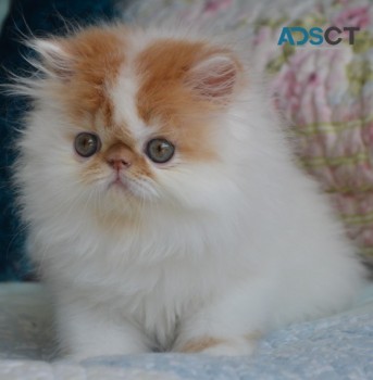 FUN-LOVING PERSIAN KITTENS FOR SALE