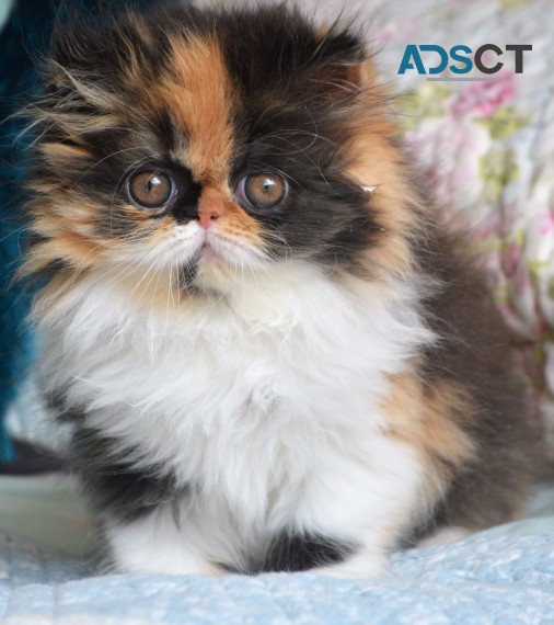 FUN-LOVING PERSIAN KITTENS FOR SALE